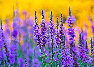 《地平线5》抢先体验，鲜牛加速器可设置NAT开放